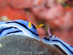 "Rose tint my world"  loving nudis from Raja Ampat, West ... by Henry Jager 